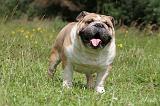 BULLDOG ANGLAIS 001